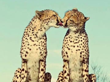 儿童科普纪录片《奇妙的动物》全系列